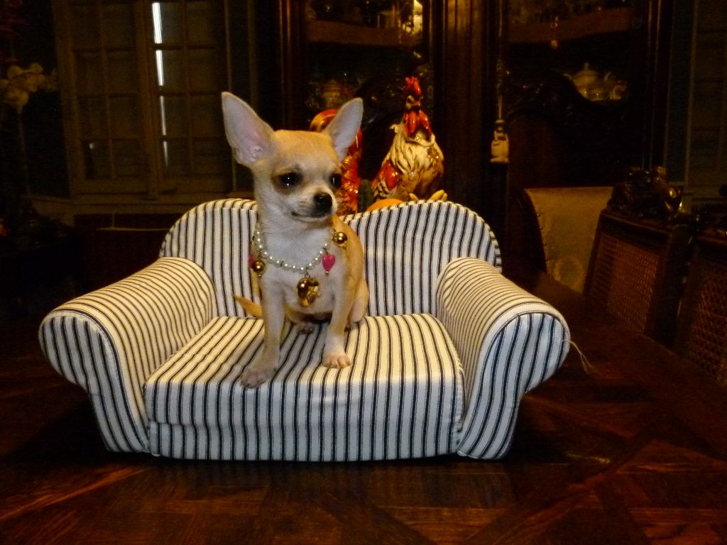 De La Pignatelle - Chihuahua femelle