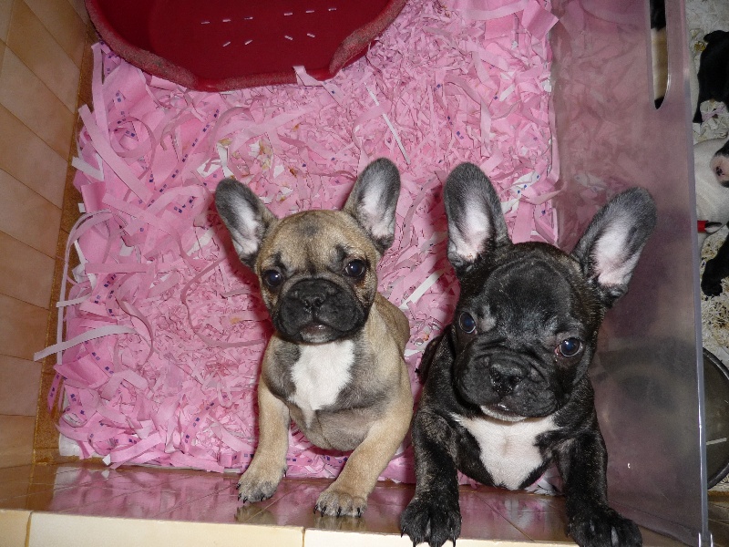 Bouledogue français