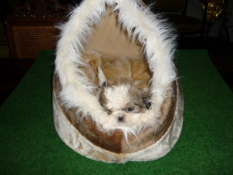 chihuahuas