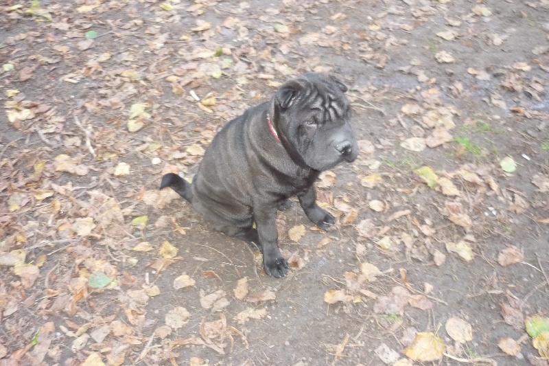 De La Pignatelle - Shar Pei - Portée née le 01/07/2013